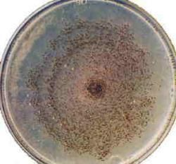 Experienced Mold 
& IAQ Inspector
