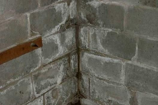 Experienced Mold 
& IAQ Inspector