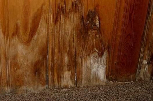 Experienced Mold 
& IAQ Inspector