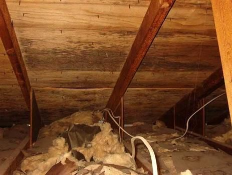 Experienced Mold 
& IAQ Inspector