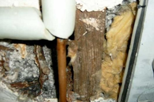 Experienced Mold 
& IAQ Inspector