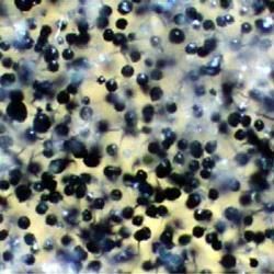Experienced Mold 
& IAQ Inspector