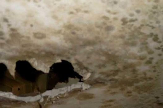 Experienced Mold 
& IAQ Inspector