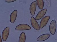 Experienced Mold 
& IAQ Inspector