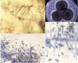 Experienced Mold 
& IAQ Inspector