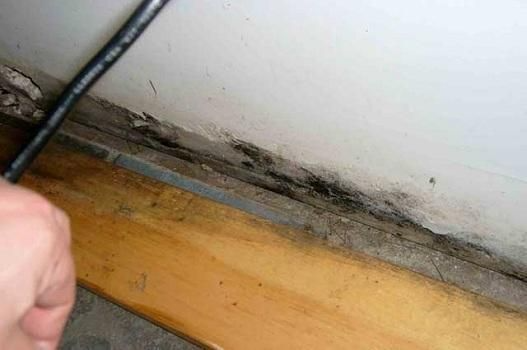 Experienced Mold 
& IAQ Inspector